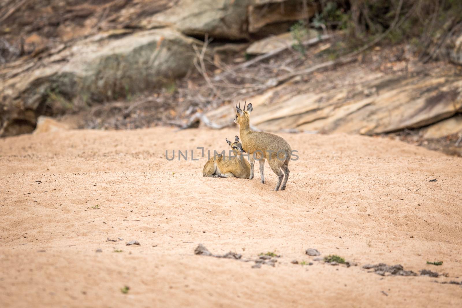 Two Klipspringers in the sand in the Kruger. by Simoneemanphotography