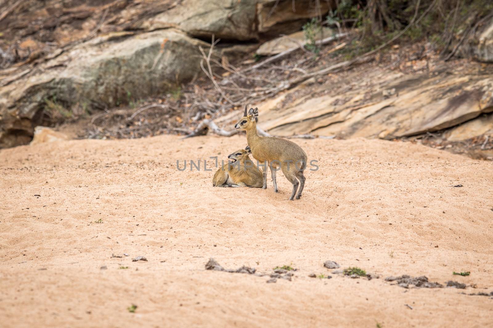 Two Klipspringers in the sand in the Kruger National Park, South Africa.