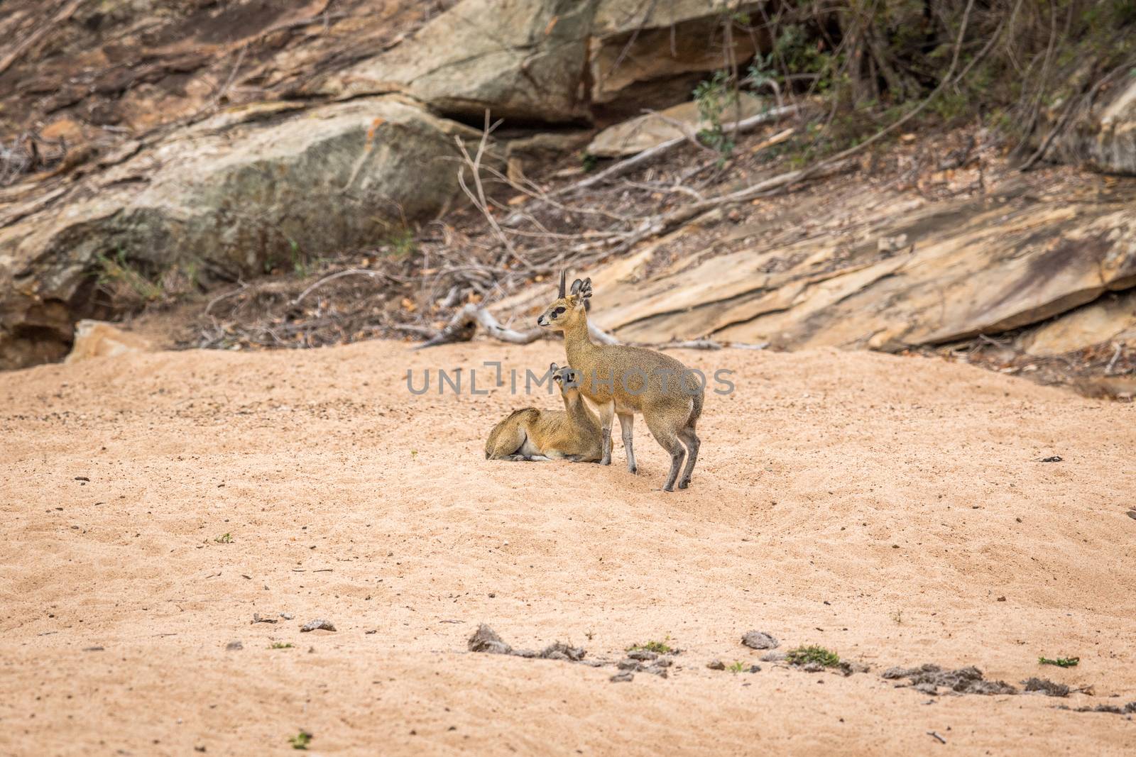 Two Klipspringers in the sand in the Kruger. by Simoneemanphotography