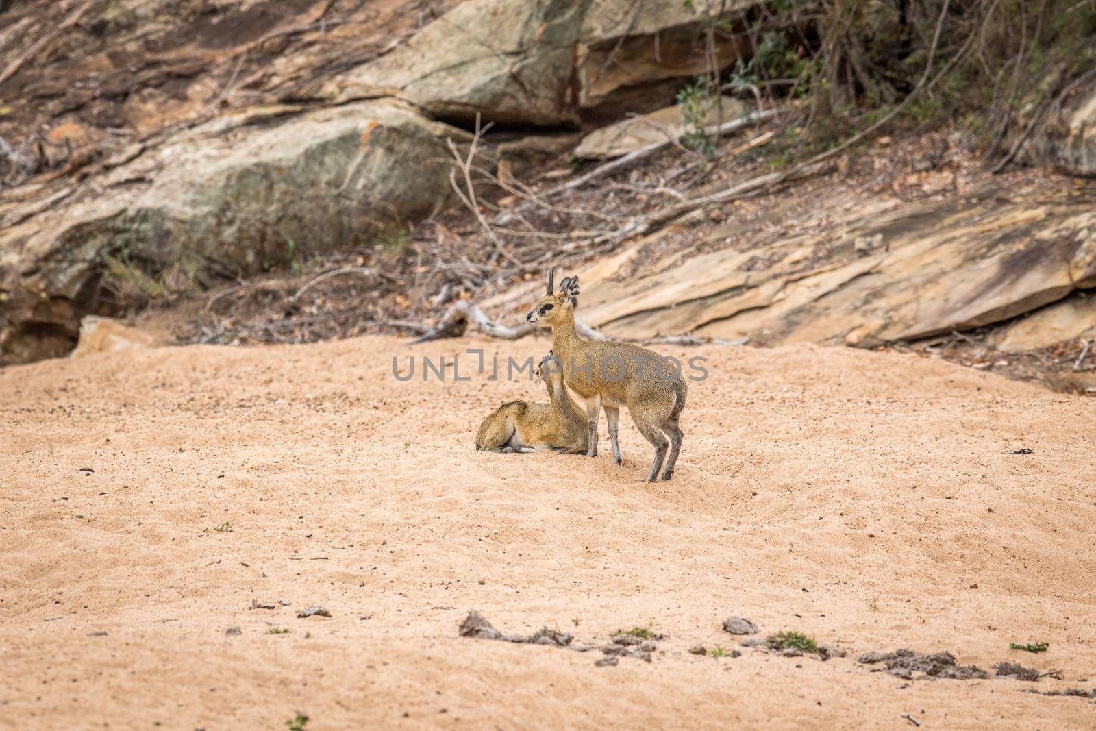 Two Klipspringers in the sand in the Kruger. by Simoneemanphotography