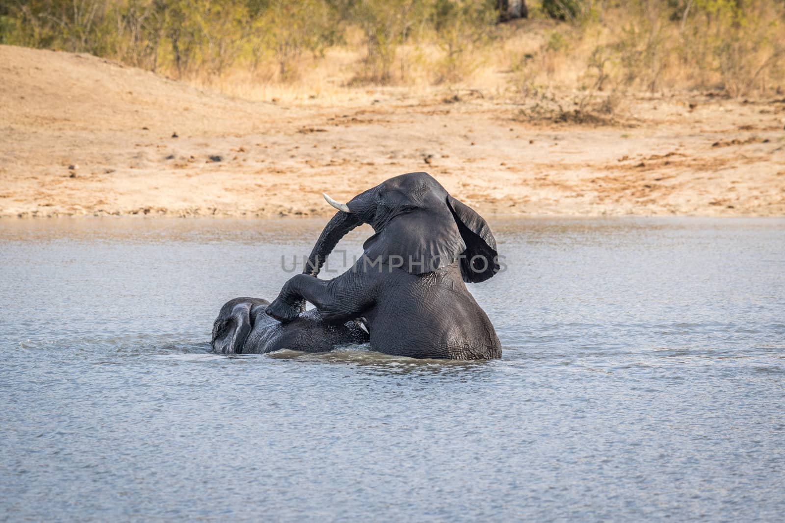 Two Elephants playing in the water in the Kruger. by Simoneemanphotography