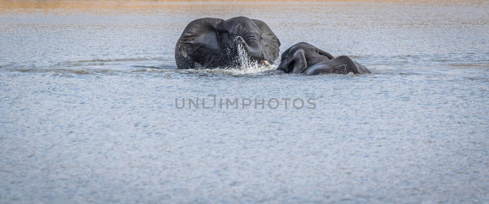 Two Elephants playing in the water in the Kruger. by Simoneemanphotography