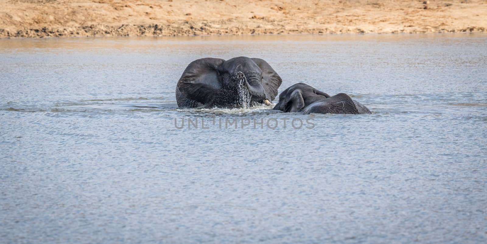 Two Elephants playing in the water in the Kruger National Park, South Africa.