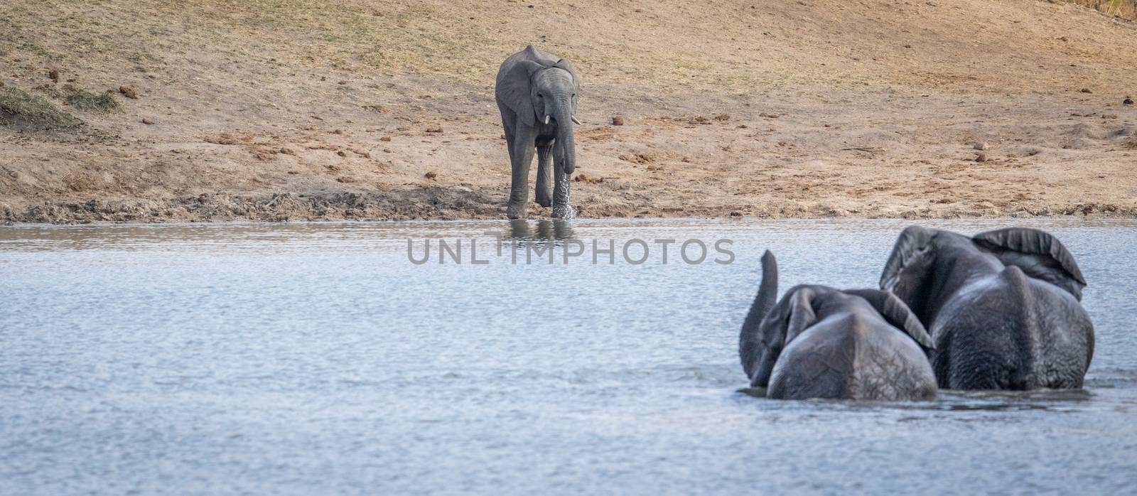 Three Elephants at a dam in the Kruger National Park, South Africa.