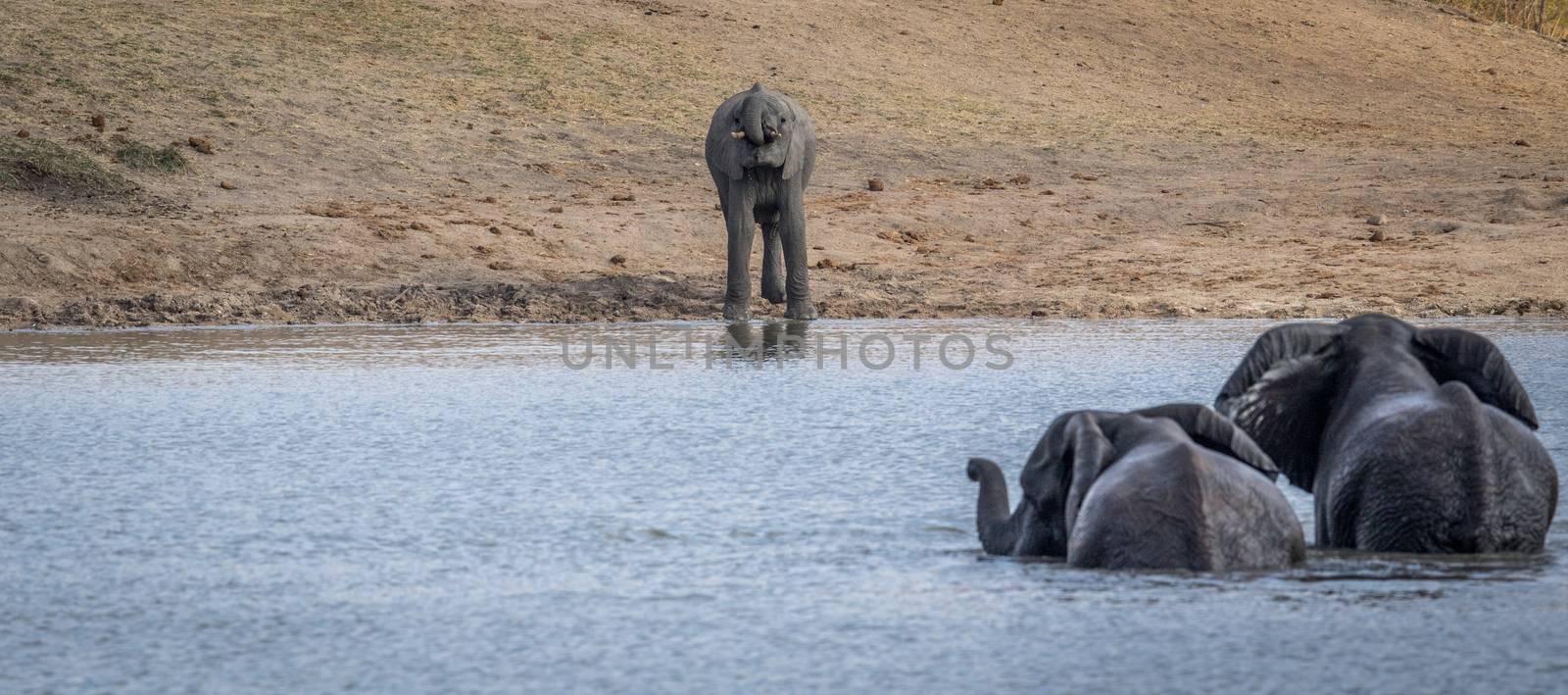 Three Elephants at a dam in the Kruger. by Simoneemanphotography