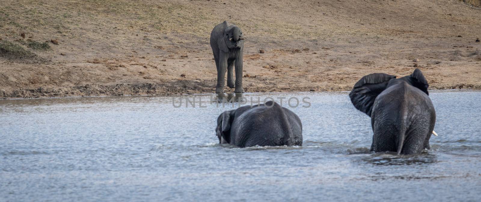 Three Elephants at a dam in the Kruger. by Simoneemanphotography