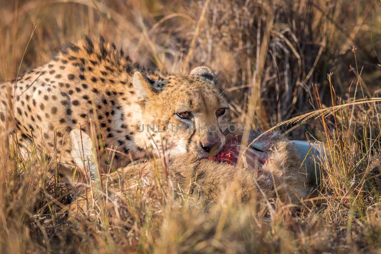 Cheetah eating from a Reedbuck carcass in Kruger. by Simoneemanphotography