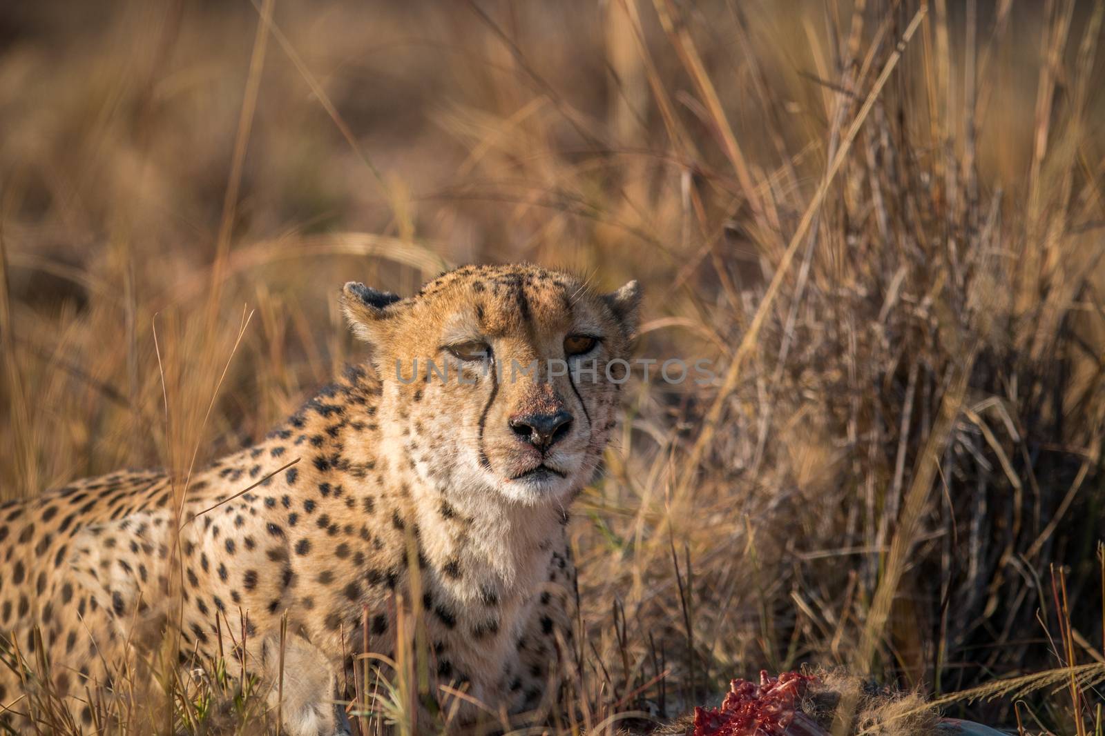 Cheetah eating from a Reedbuck carcass in the Kruger National Park, South Africa.