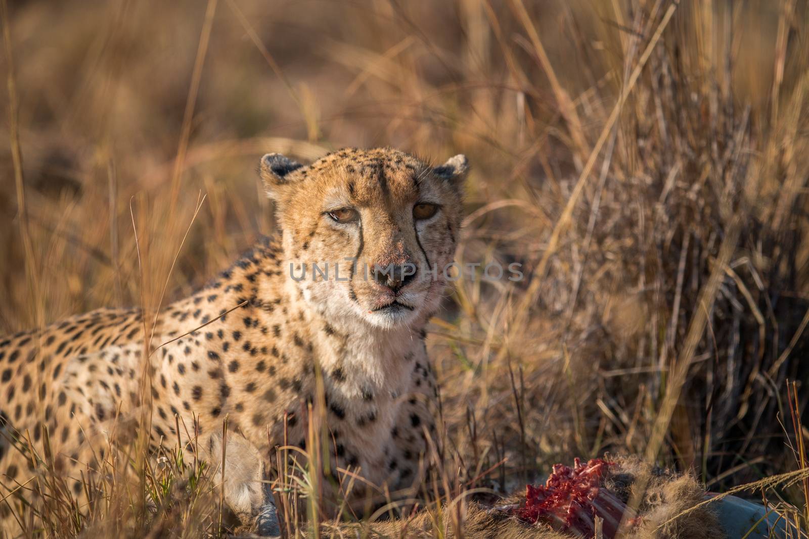 Cheetah eating from a Reedbuck carcass in the Kruger National Park, South Africa.