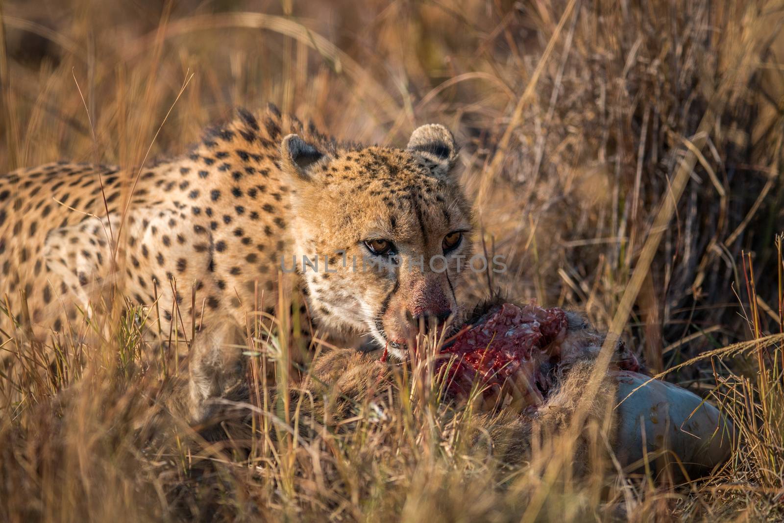 Cheetah eating from a Reedbuck carcass in the Kruger National Park, South Africa.