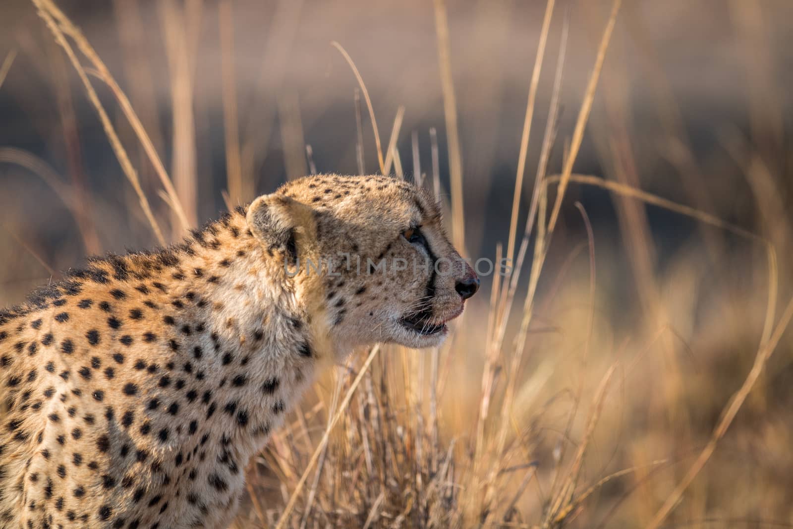 Side profile of a Cheetah in the Kruger National Park, South Africa.