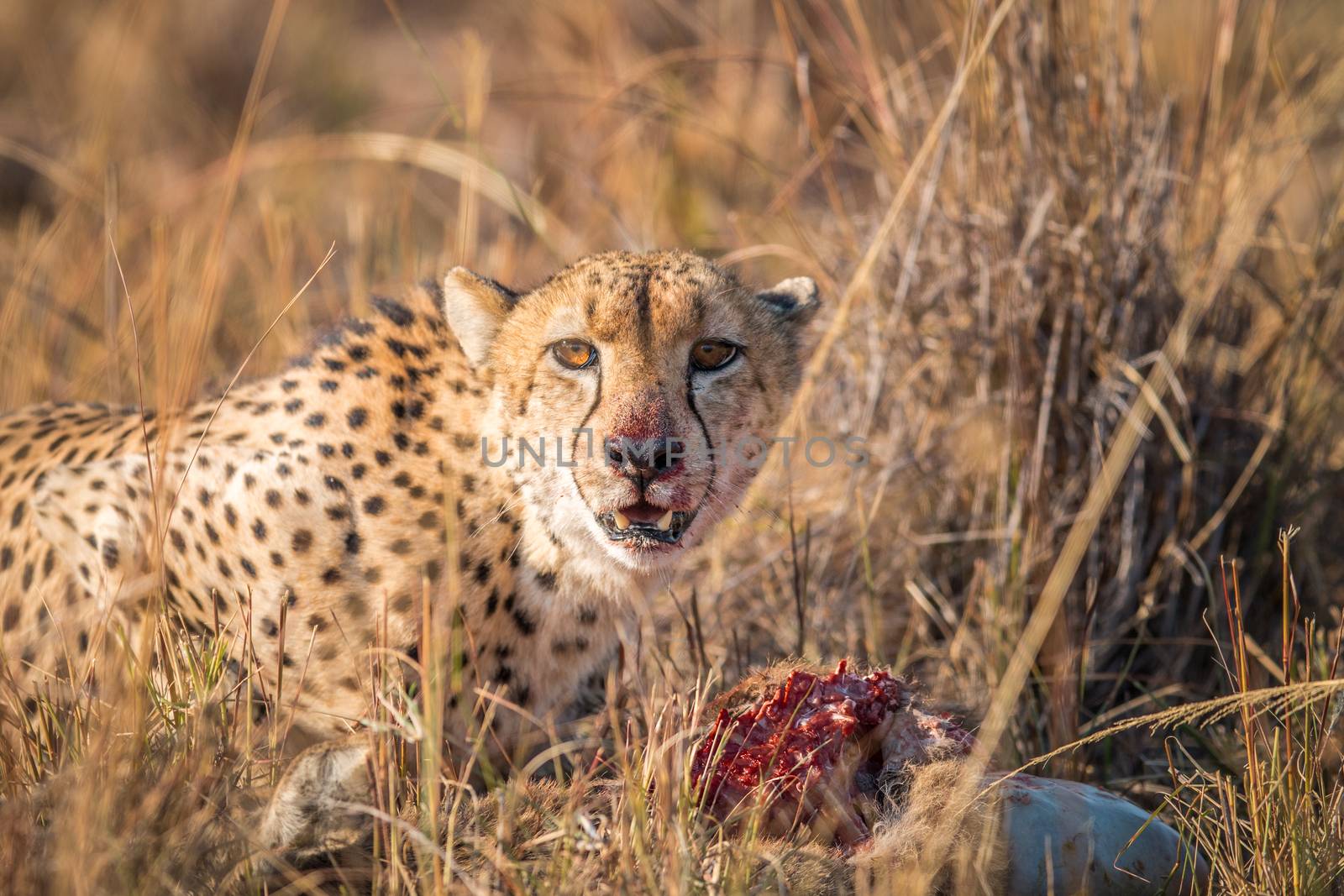 Cheetah eating from a Reedbuck carcass in the Kruger National Park, South Africa.