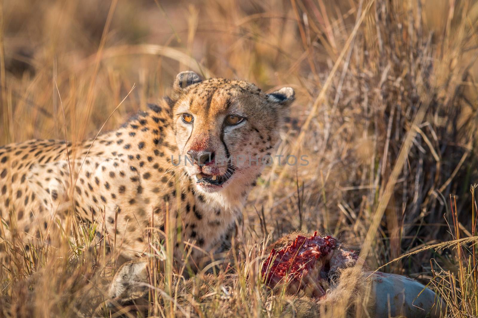 Cheetah eating from a Reedbuck carcass in the Kruger National Park, South Africa.