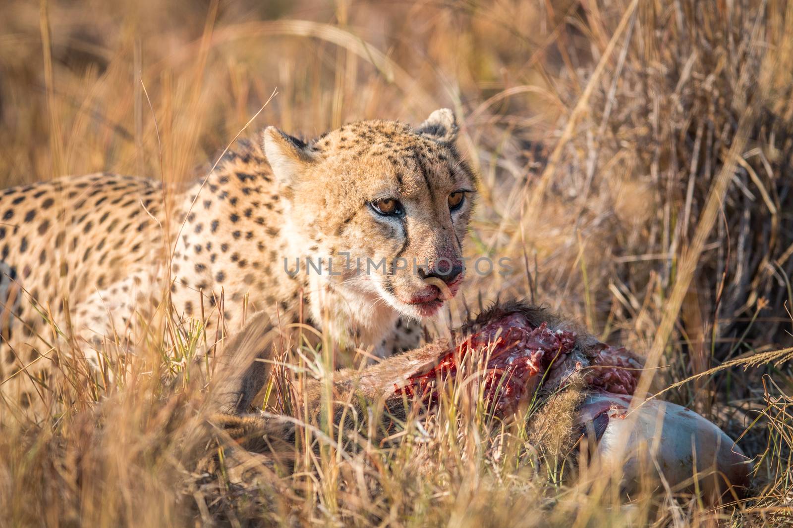 Cheetah eating from a Reedbuck carcass in Kruger. by Simoneemanphotography