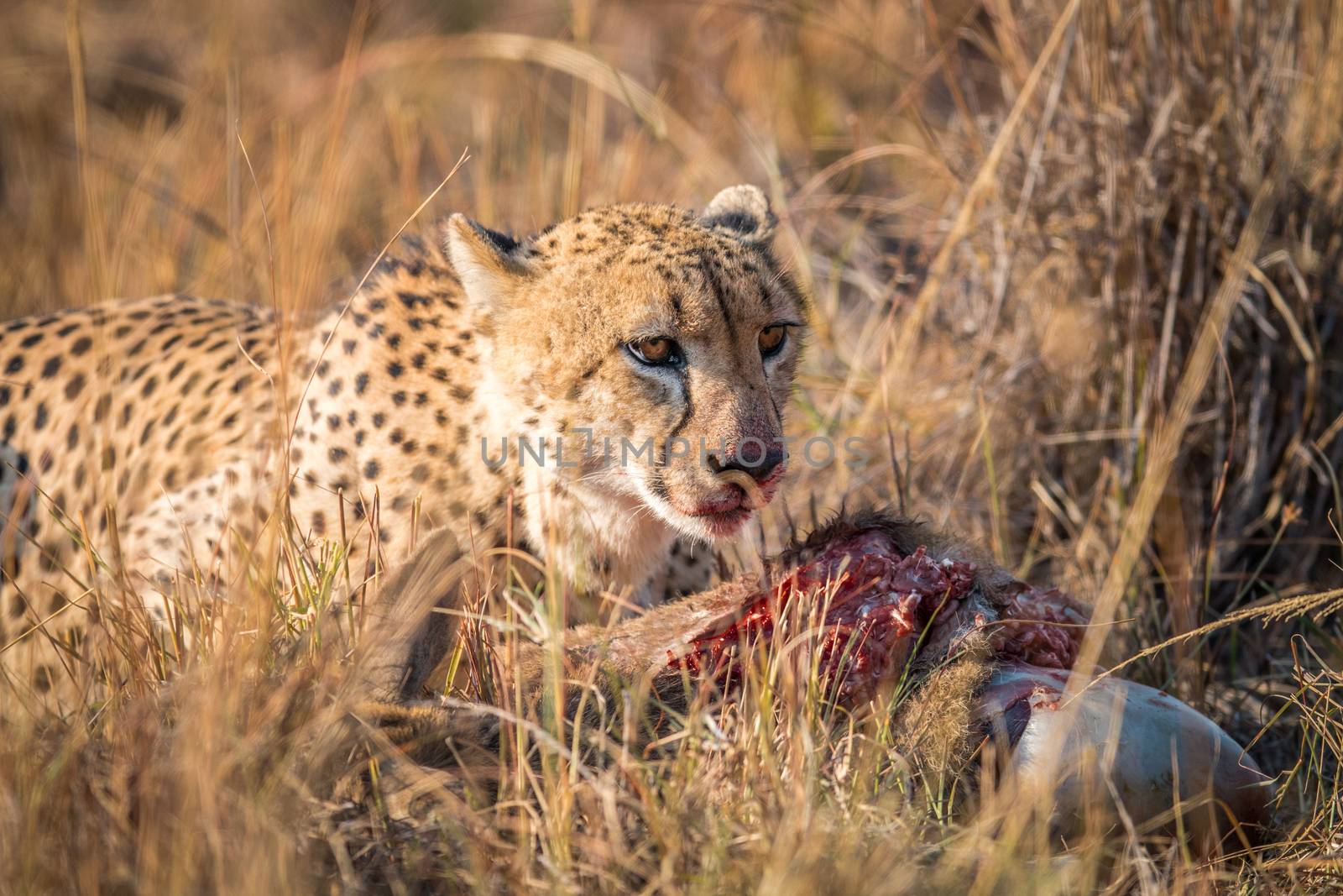 Cheetah eating from a Reedbuck carcass in Kruger. by Simoneemanphotography