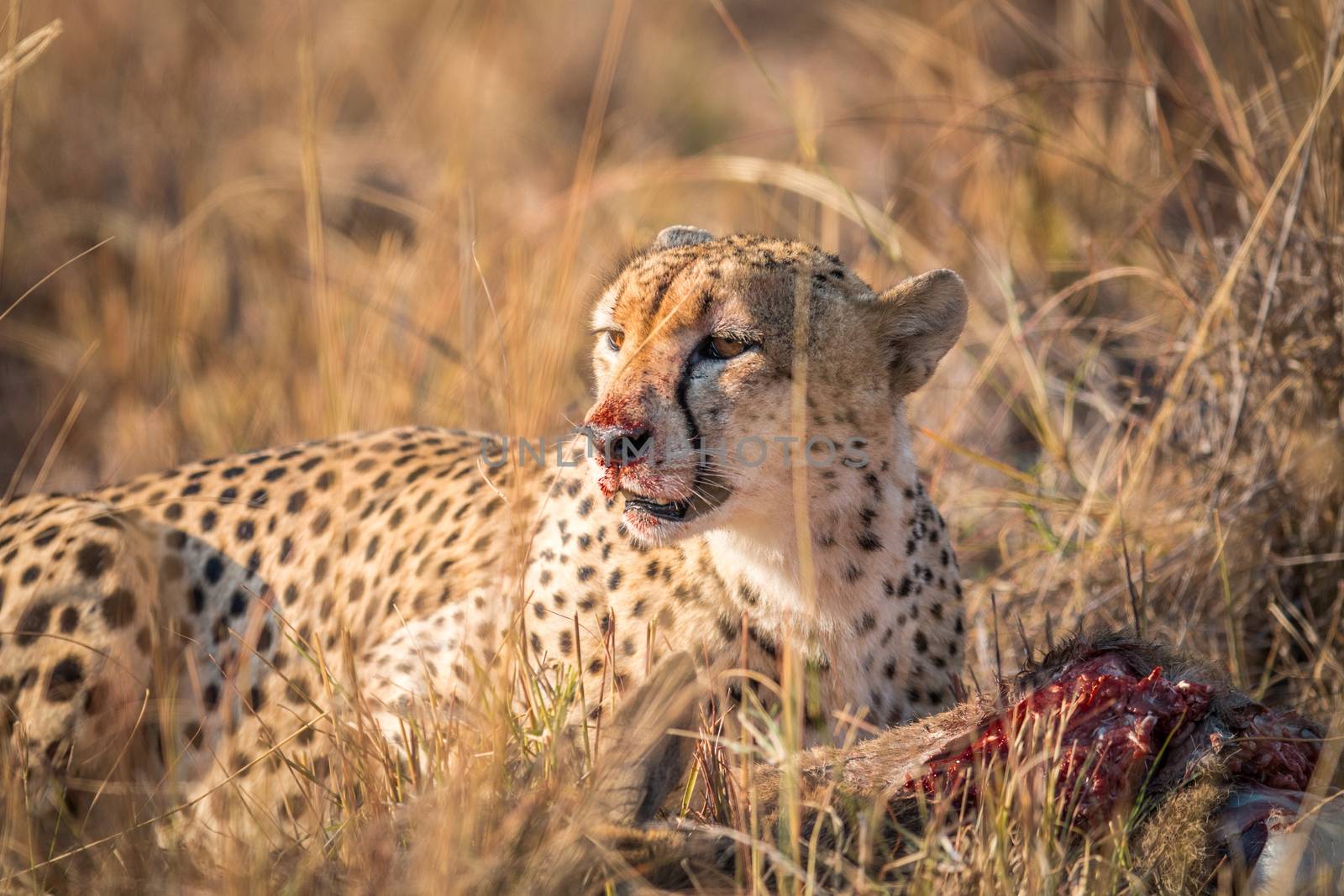 Cheetah eating from a Reedbuck carcass in Kruger. by Simoneemanphotography