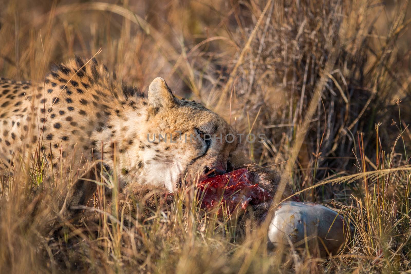 Cheetah eating from a Reedbuck carcass in the Kruger National Park, South Africa.