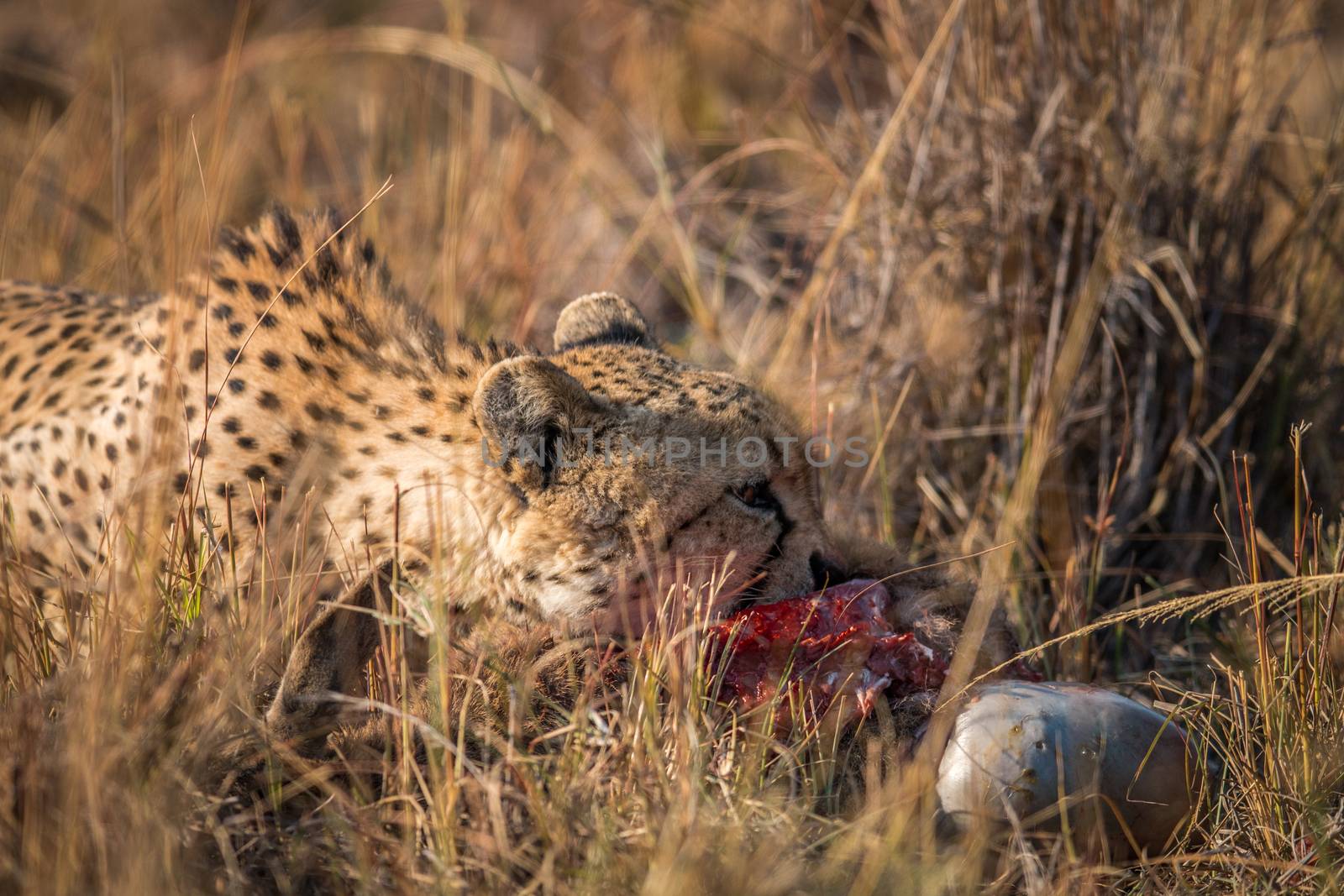 Cheetah eating from a Reedbuck carcass in Kruger. by Simoneemanphotography