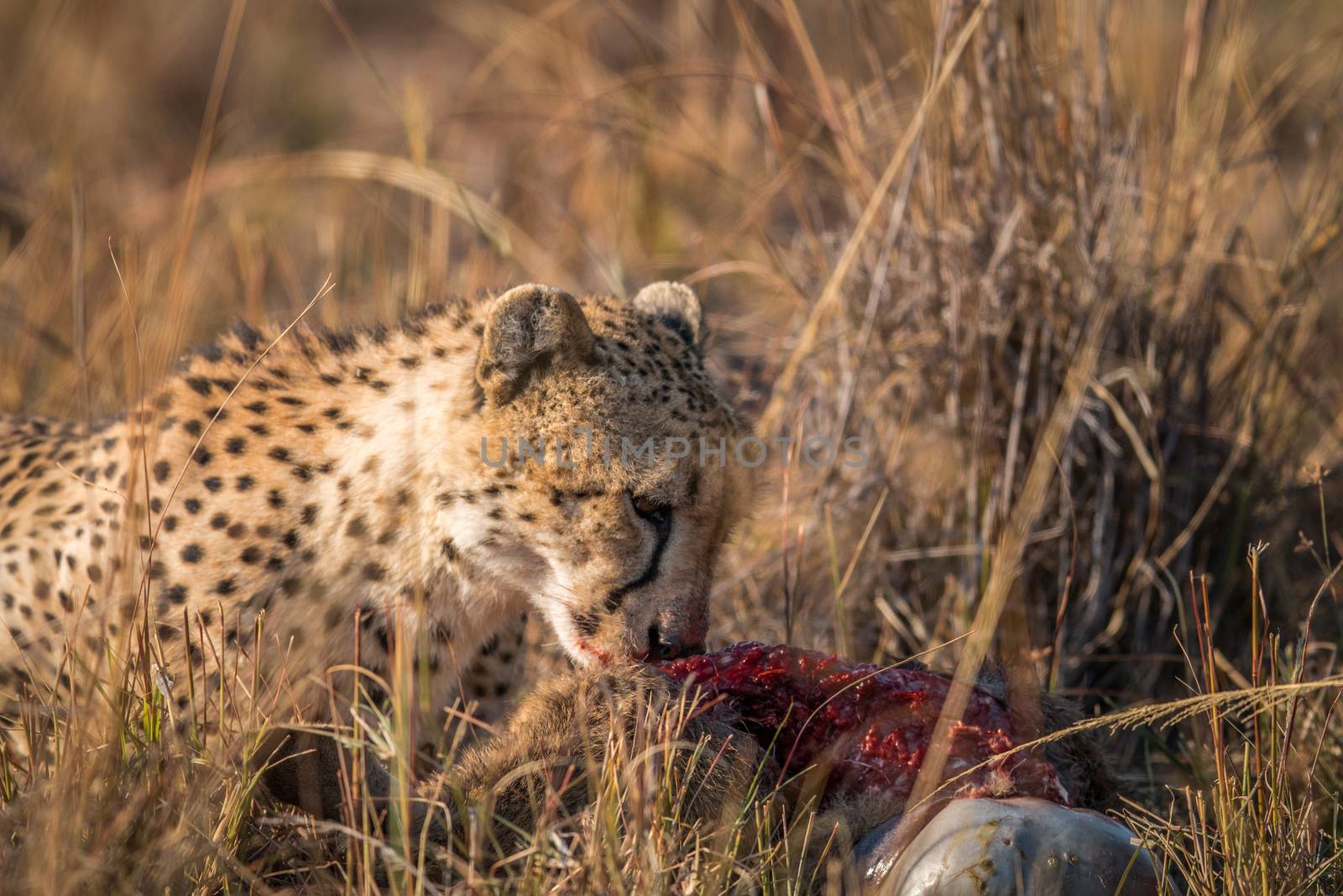 Cheetah eating from a Reedbuck carcass in Kruger. by Simoneemanphotography