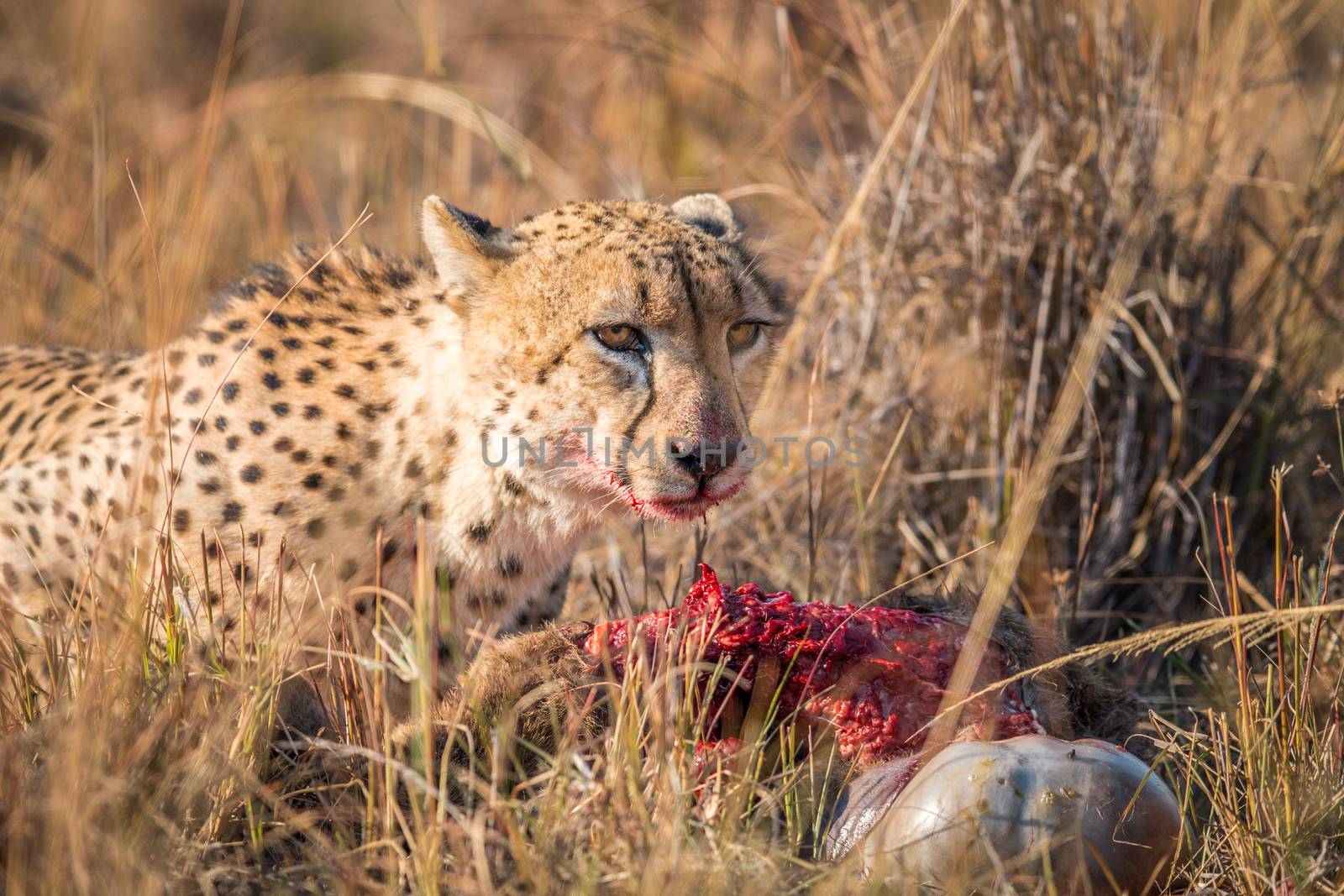 Cheetah eating from a Reedbuck carcass in Kruger. by Simoneemanphotography