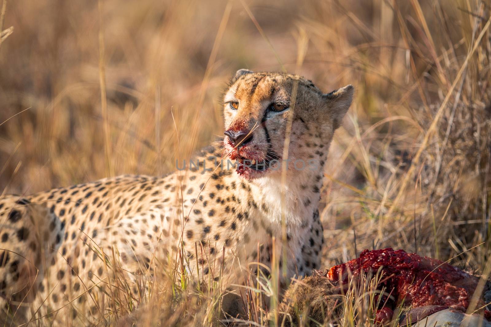 Cheetah eating from a Reedbuck carcass in Kruger. by Simoneemanphotography