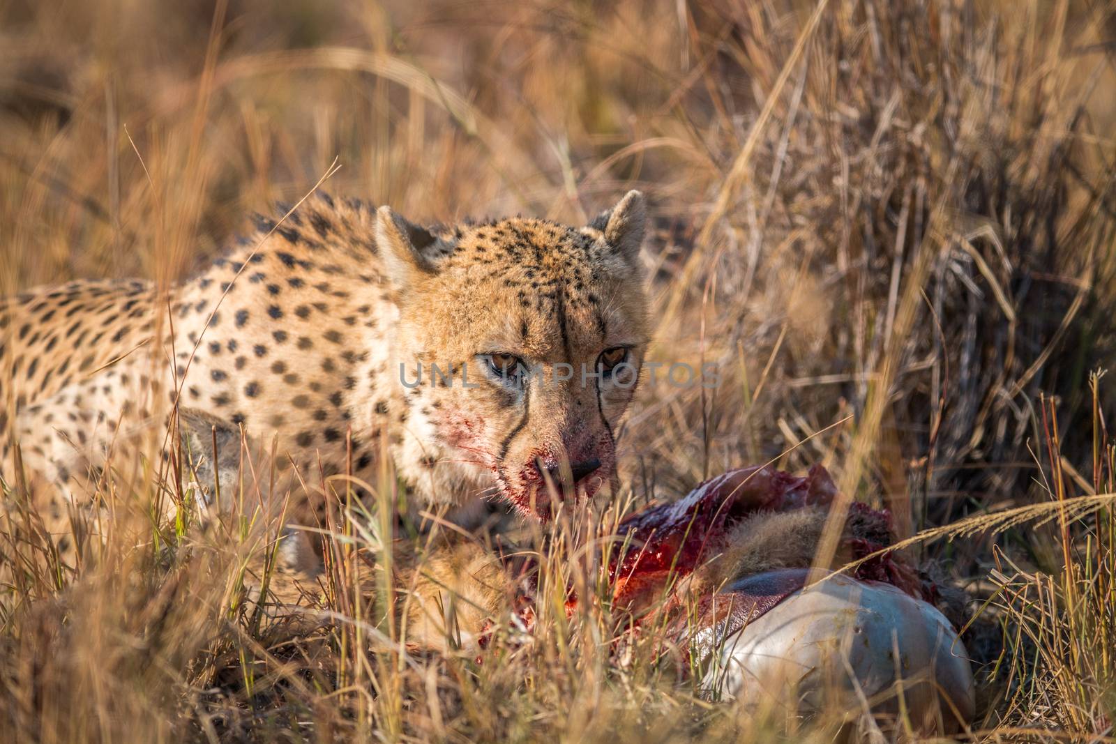 Cheetah eating from a Reedbuck carcass in the Kruger National Park, South Africa.