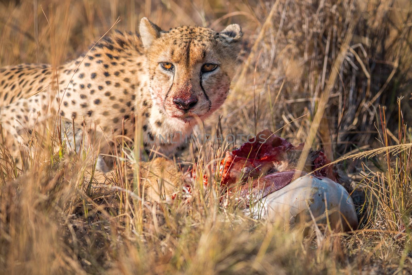 Cheetah eating from a Reedbuck carcass in the Kruger National Park, South Africa.