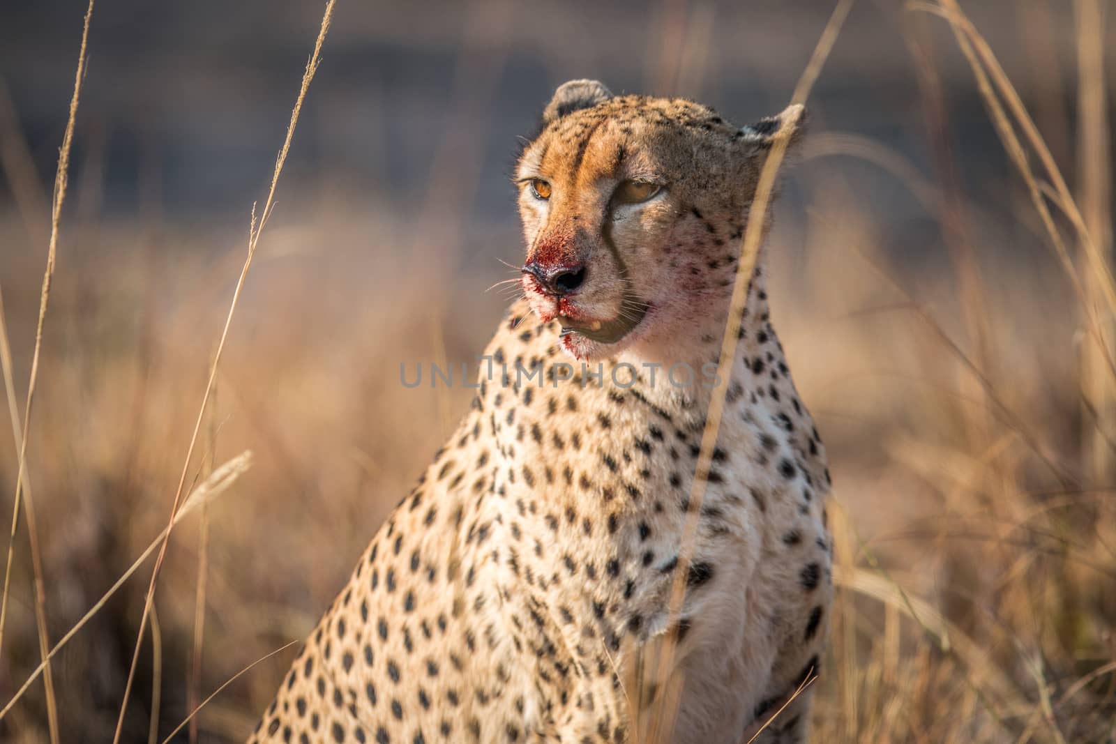 Starring Cheetah with a bloody face in the Kruger. by Simoneemanphotography