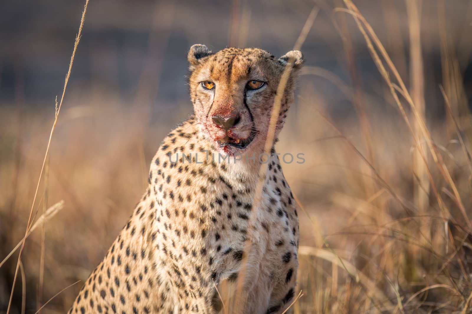 Starring Cheetah with a bloody face in the Kruger National Park, South Africa.