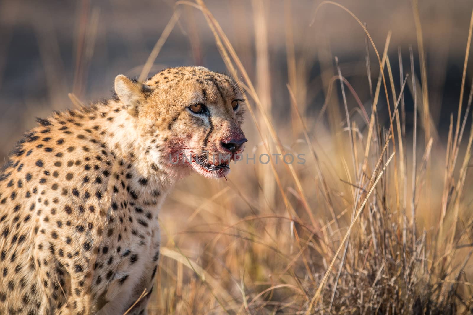 Starring Cheetah with a bloody face in the Kruger National Park, South Africa.