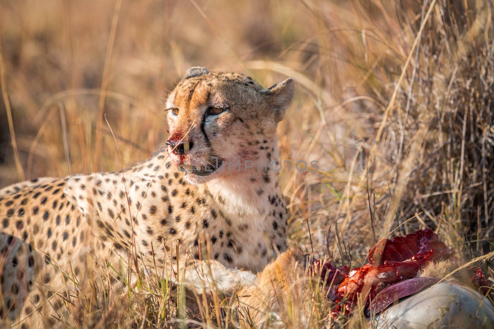 Cheetah eating from a Reedbuck carcass in the Kruger National Park, South Africa.