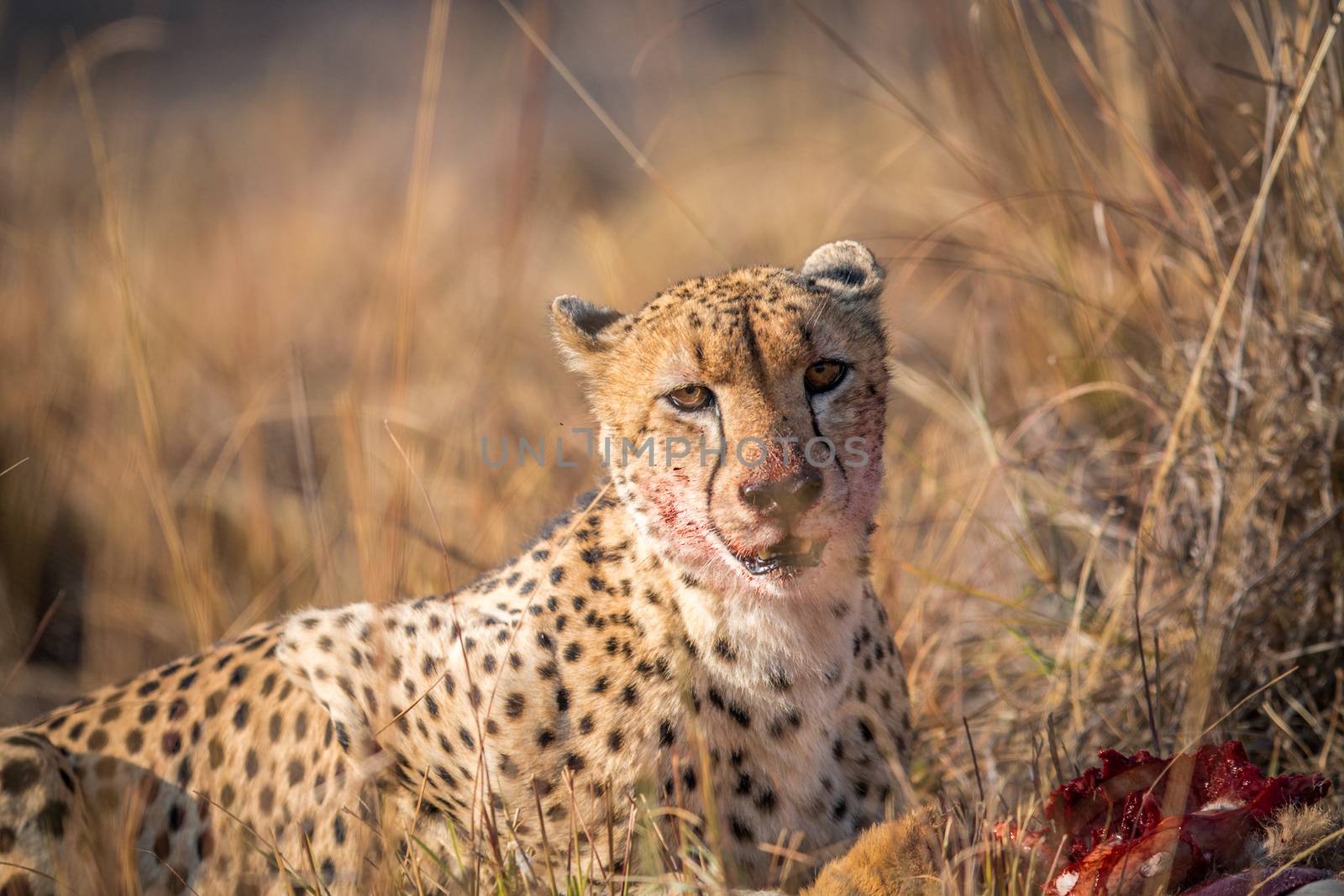 Cheetah eating from a Reedbuck carcass in Kruger. by Simoneemanphotography