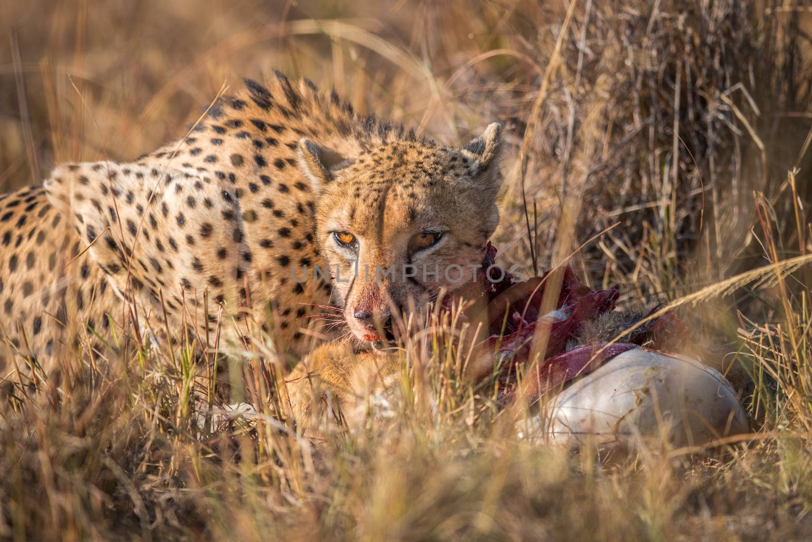 Cheetah eating from a Reedbuck carcass in Kruger. by Simoneemanphotography