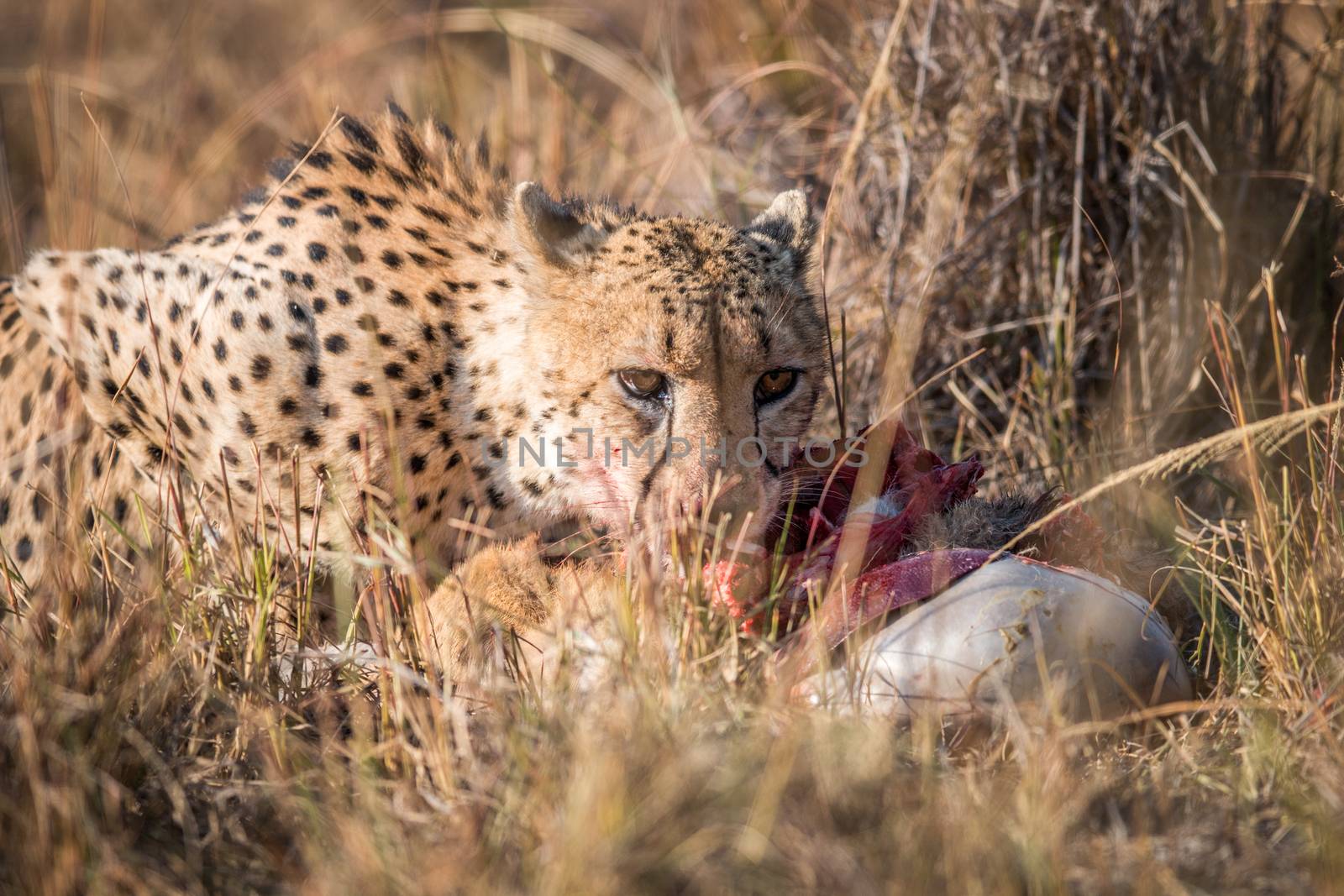 Cheetah eating from a Reedbuck carcass in Kruger. by Simoneemanphotography