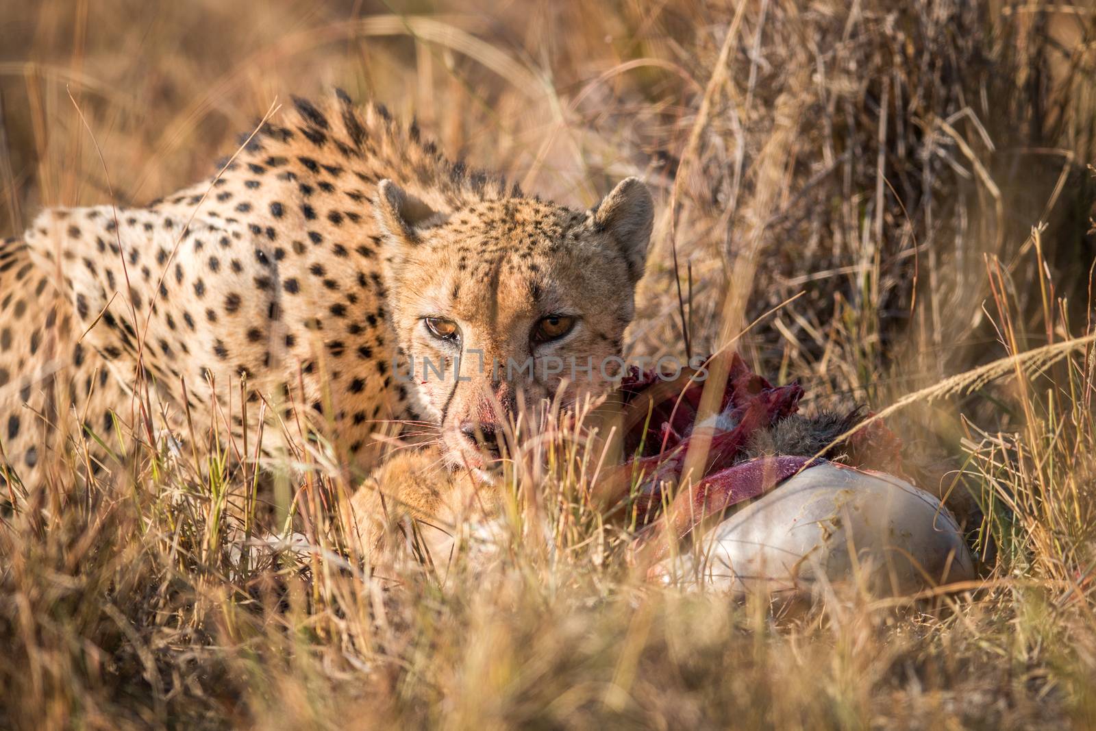 Cheetah eating from a Reedbuck carcass in Kruger. by Simoneemanphotography