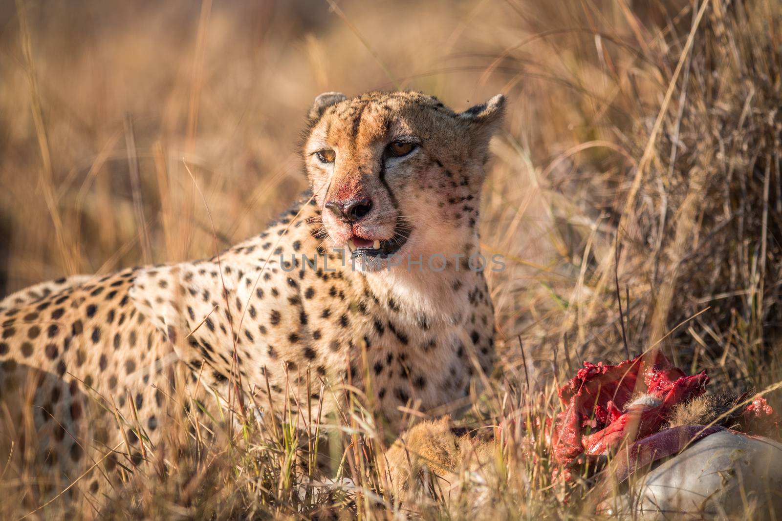 Cheetah eating from a Reedbuck carcass in Kruger. by Simoneemanphotography