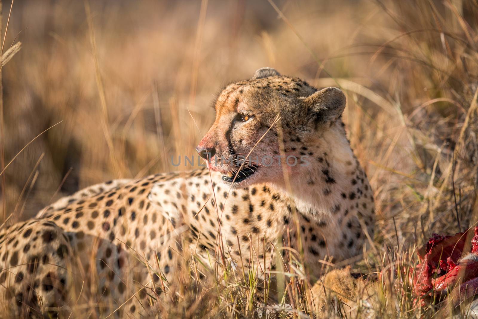 Cheetah eating from a Reedbuck carcass in Kruger. by Simoneemanphotography