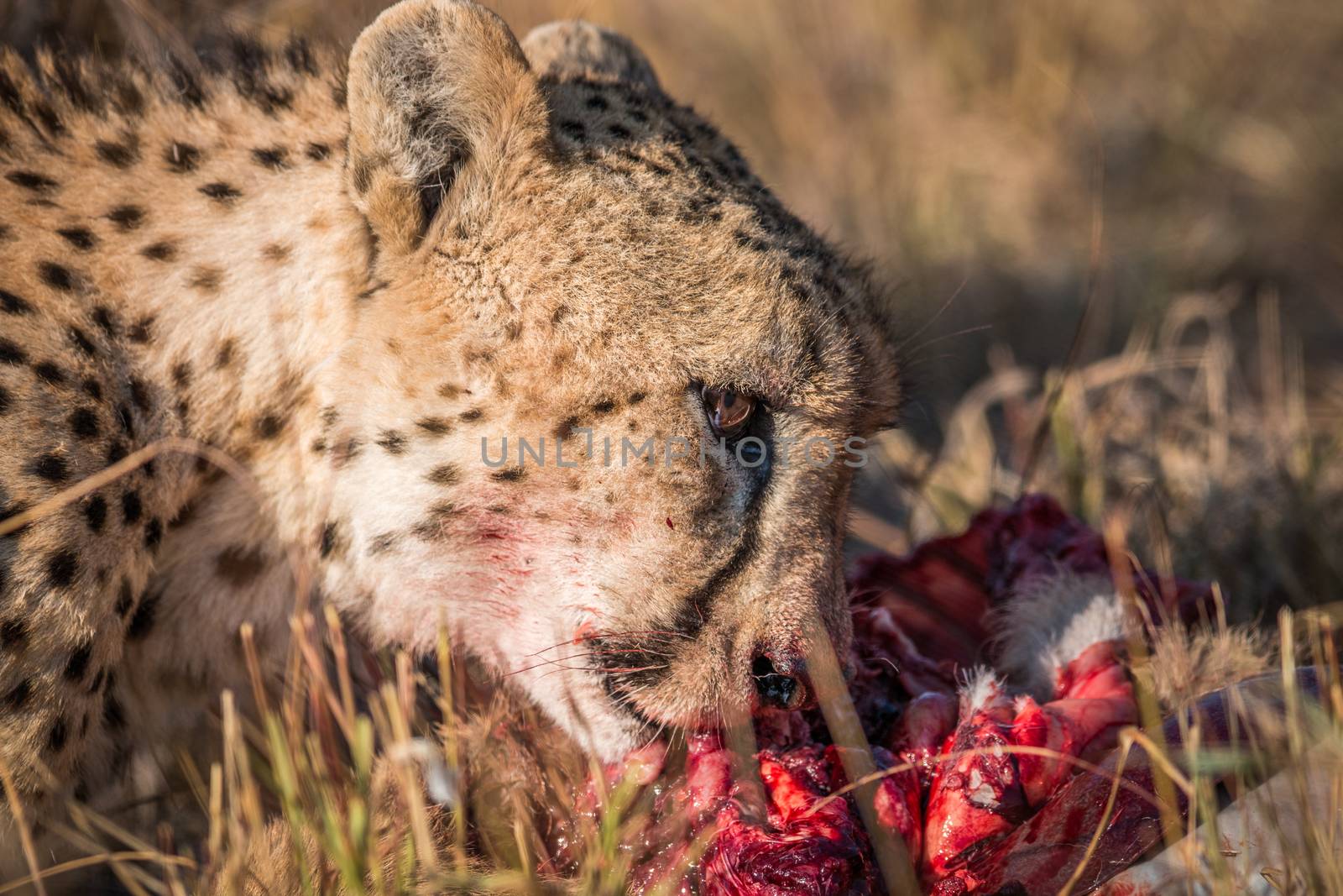 Cheetah eating from a Reedbuck carcass in Kruger. by Simoneemanphotography