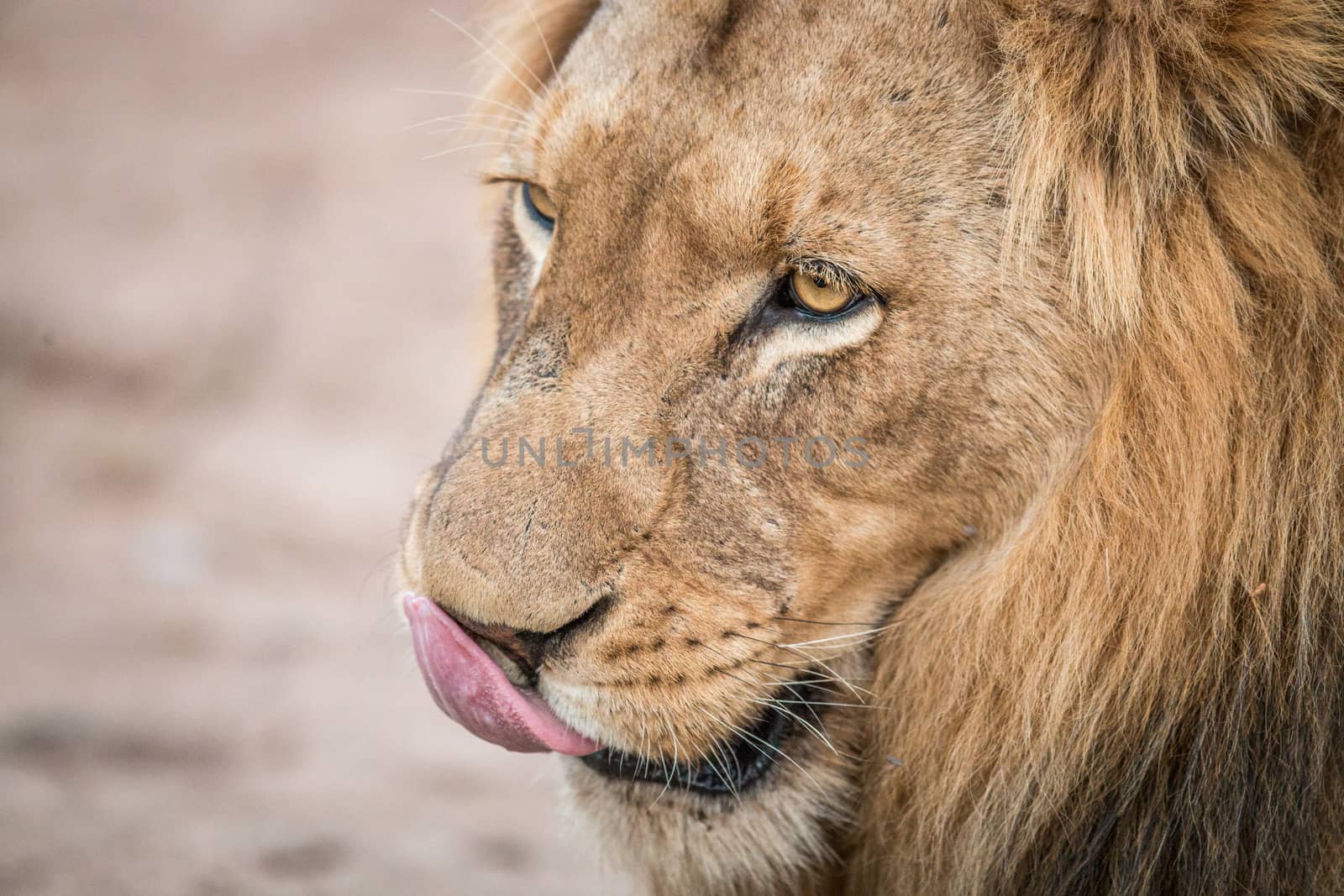 Close up of a Lion licking himself in the Kruger National Park, South Africa.