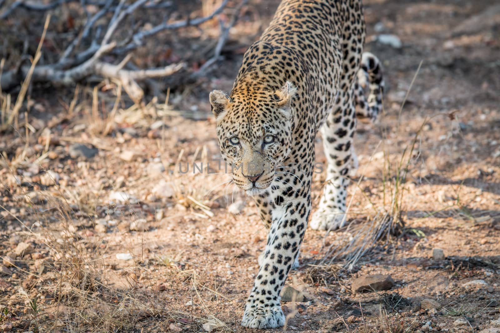 Leopard walking towards the camera in the Kruger National Park, South Africa.