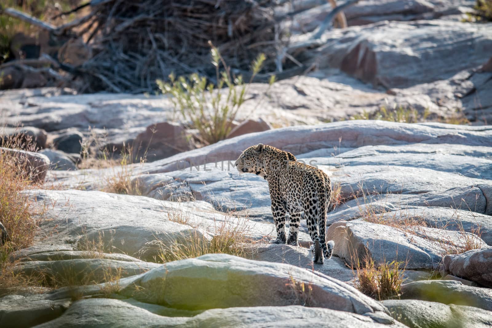 Leopard on rocks in a riverbed in Kruger. by Simoneemanphotography