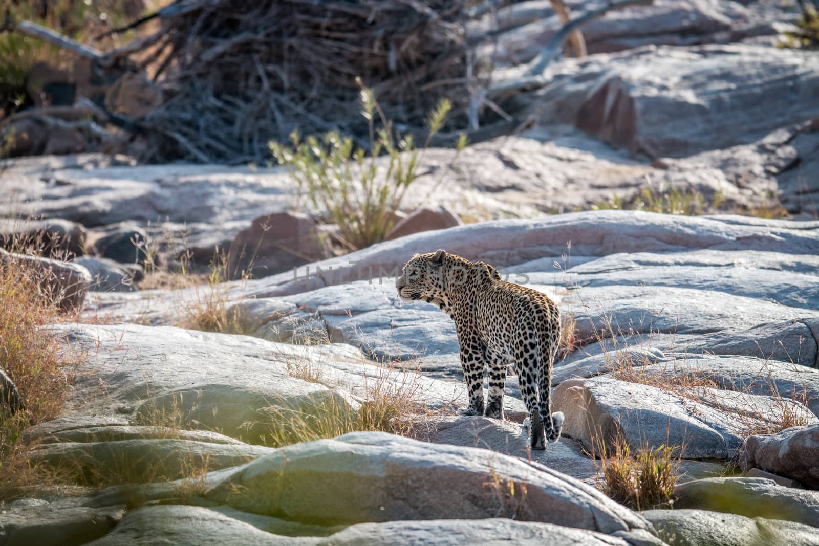 Leopard on rocks in a riverbed in the Kruger National Park, South Africa.