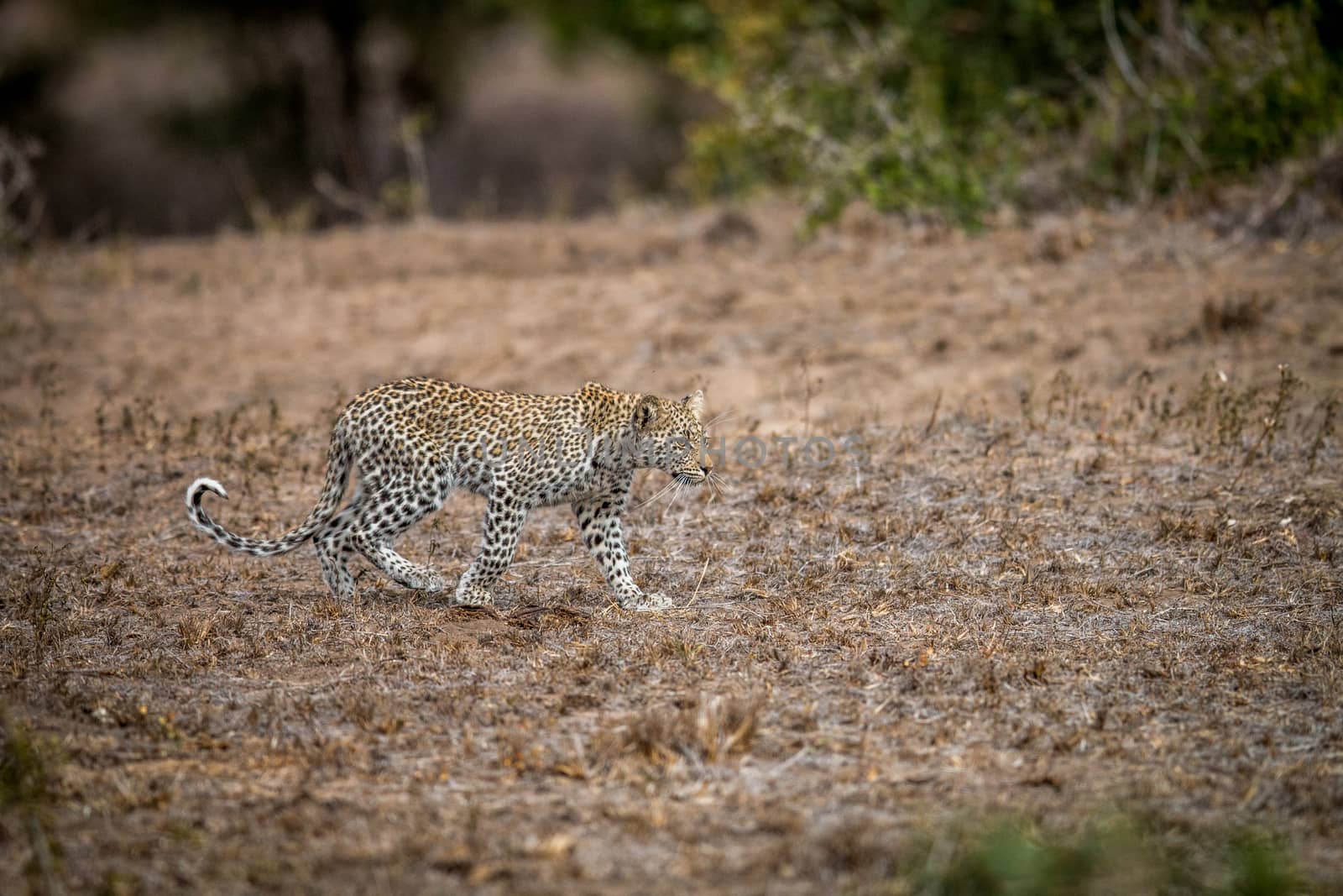 Young Leopard walking in the grass in the Kruger. by Simoneemanphotography