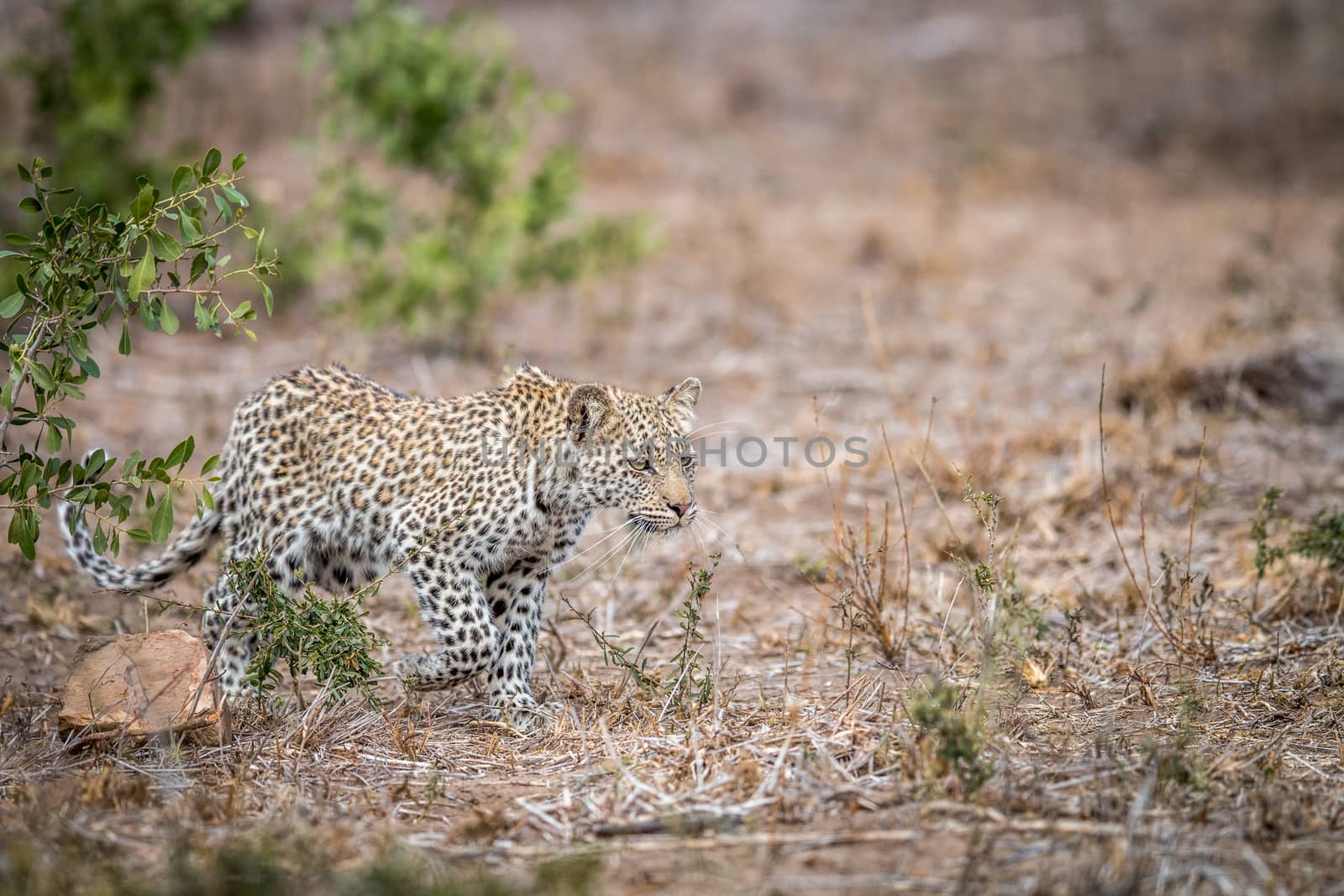 Young Leopard walking in the grass in the Kruger. by Simoneemanphotography