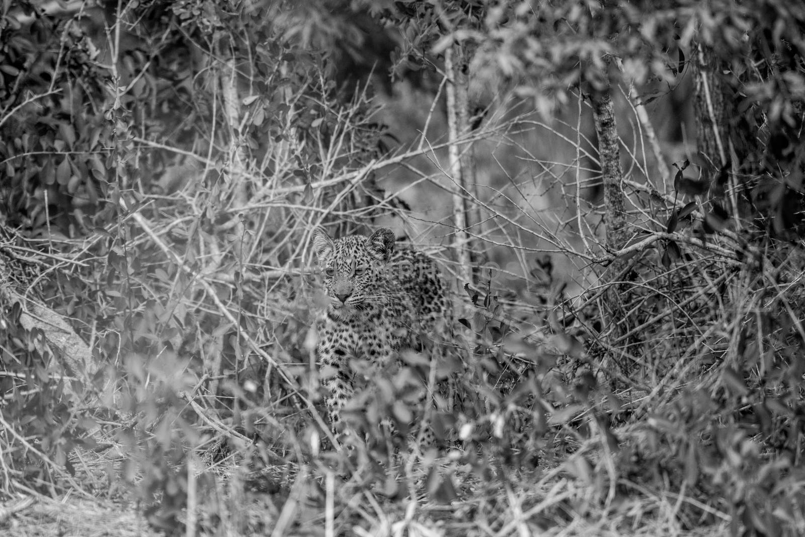 Black and white picture of a Leopard hiding in the bush in the Kruger National Park, South Africa.