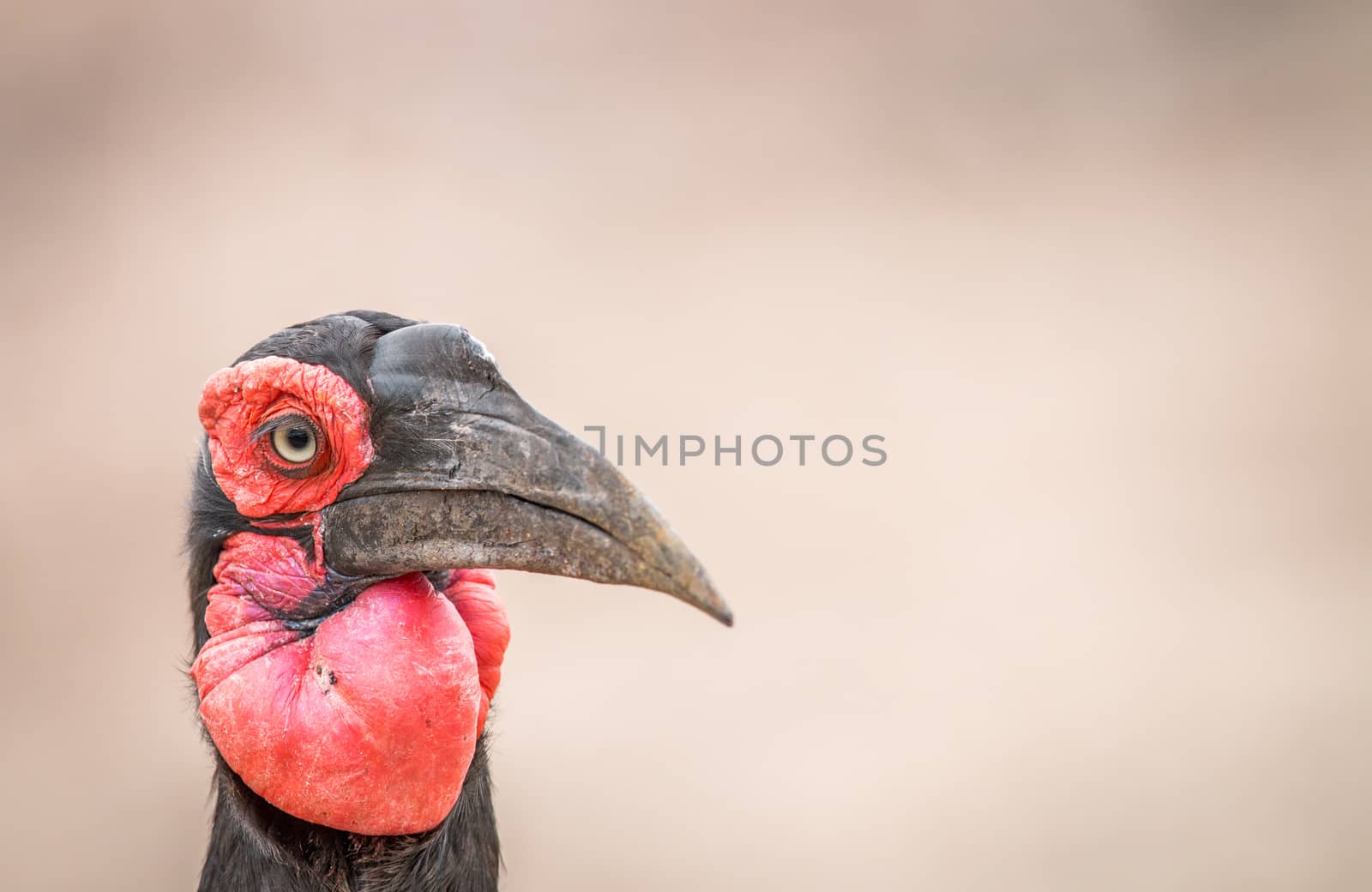 Close up of a Southern ground hornbill in Kruger. by Simoneemanphotography