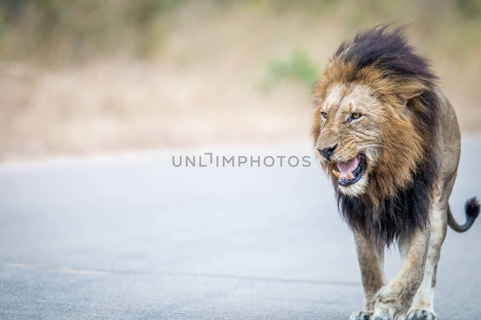 Lion walking towards the camera in the Kruger. by Simoneemanphotography