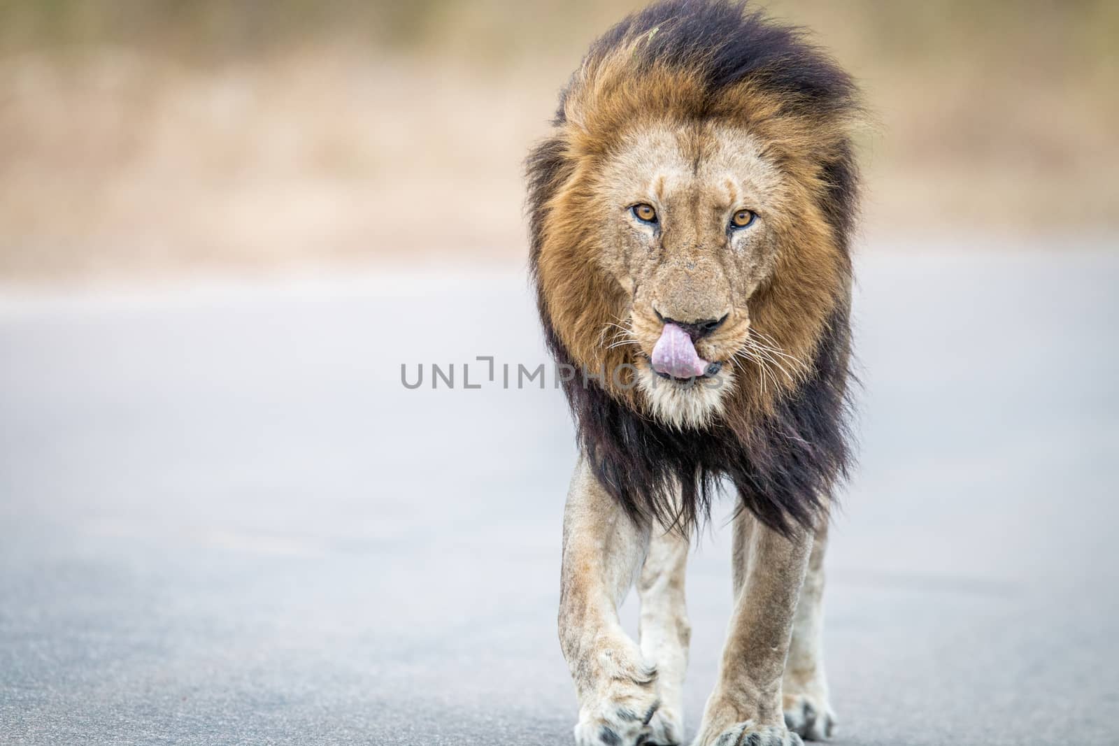 Lion walking towards the camera in the Kruger National Park, South Africa.