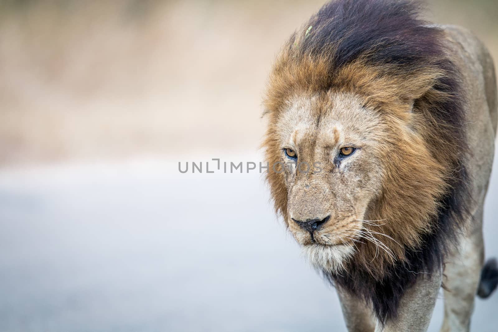 Lion walking towards the camera in the Kruger. by Simoneemanphotography