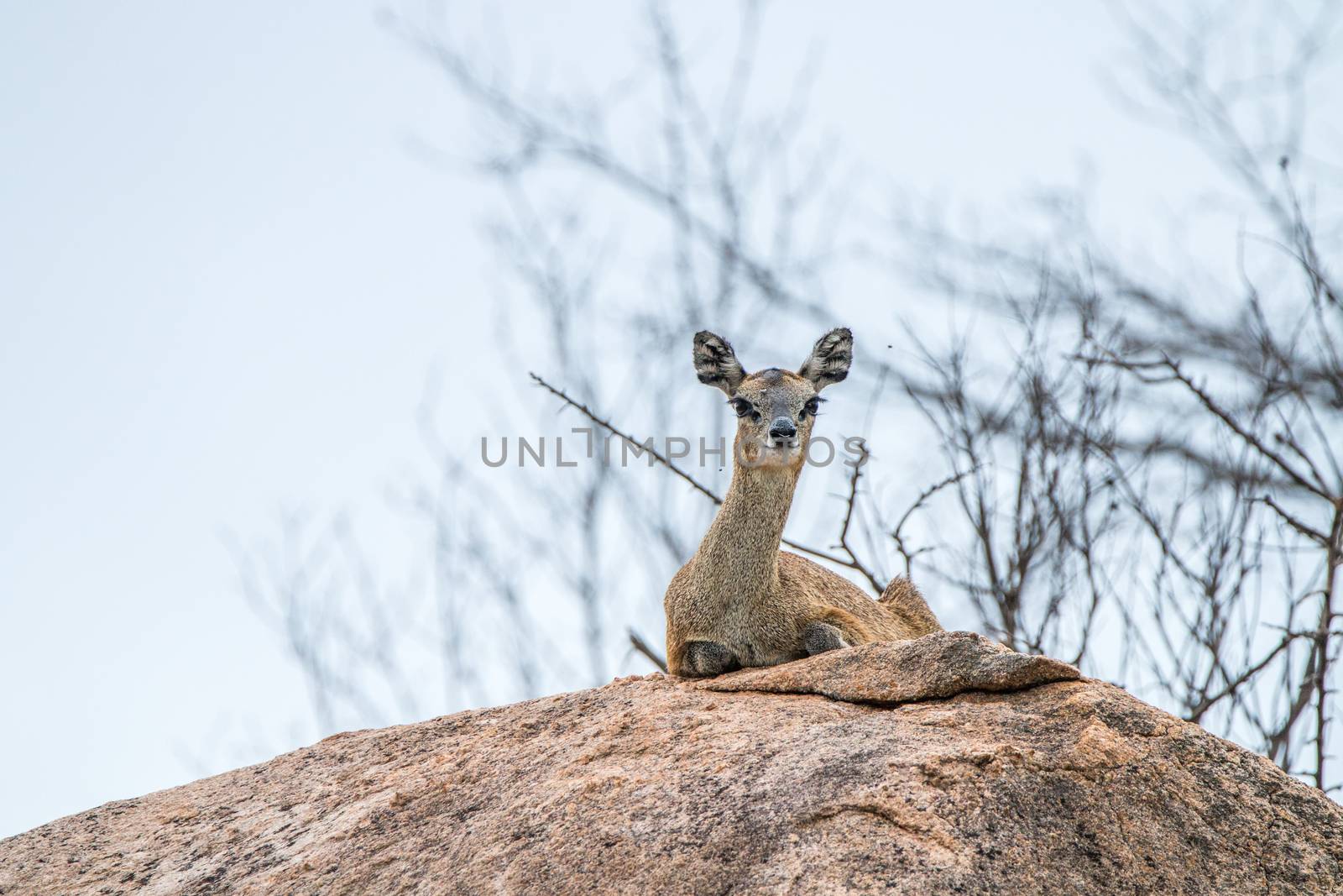 A female Klipspringer laying on a rock in the Kruger. by Simoneemanphotography